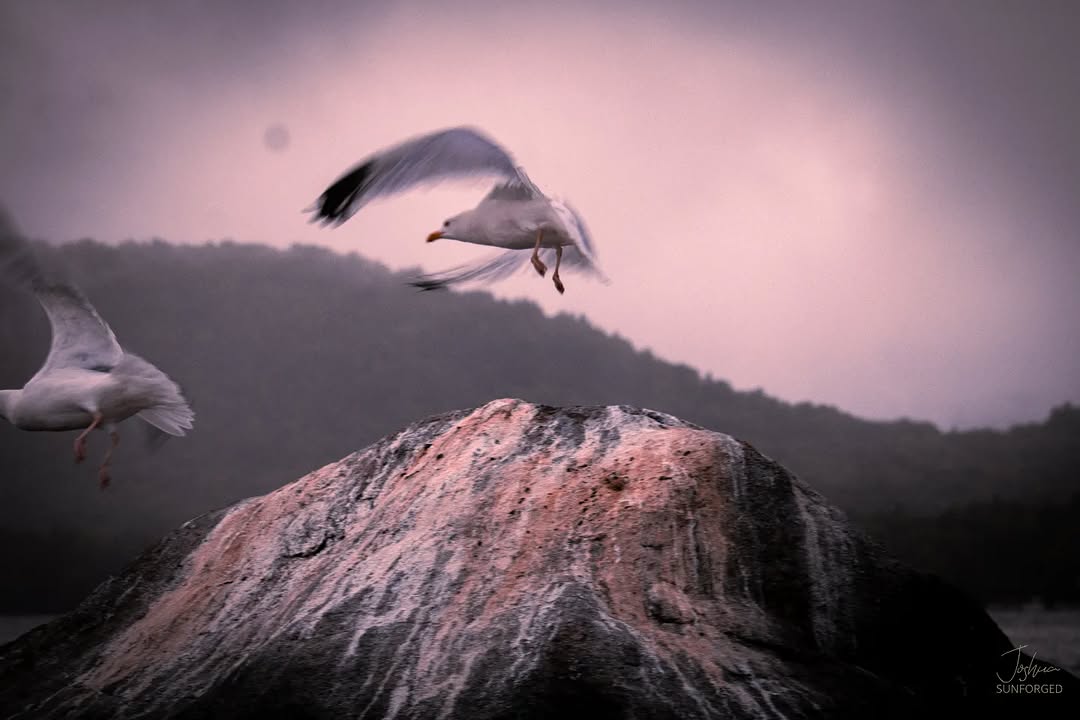 OMournes Gulls